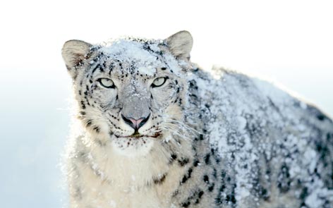 awesome desktop backgrounds for mac. Mac OSX 10.6 Snow Leopard -